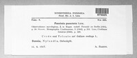 Puccinia punctata image